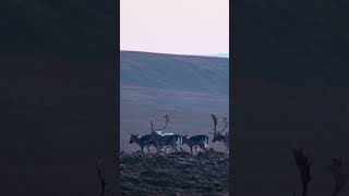 Fallow Stags in Slovakia