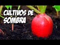 7 Vegetales Que Podemos Plantar en la Sombra | La Huerta de Ivan