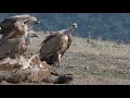 Griffon Vulture, Gyps fulvus, at Studen Kladenets reservoir in Bulgaria.