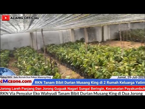 EKO WAHYUDI KEMBALI TANAM BIBIT DURIAN MUSANGKING "CAP" RKN UNTUK KELUARGA YATIM