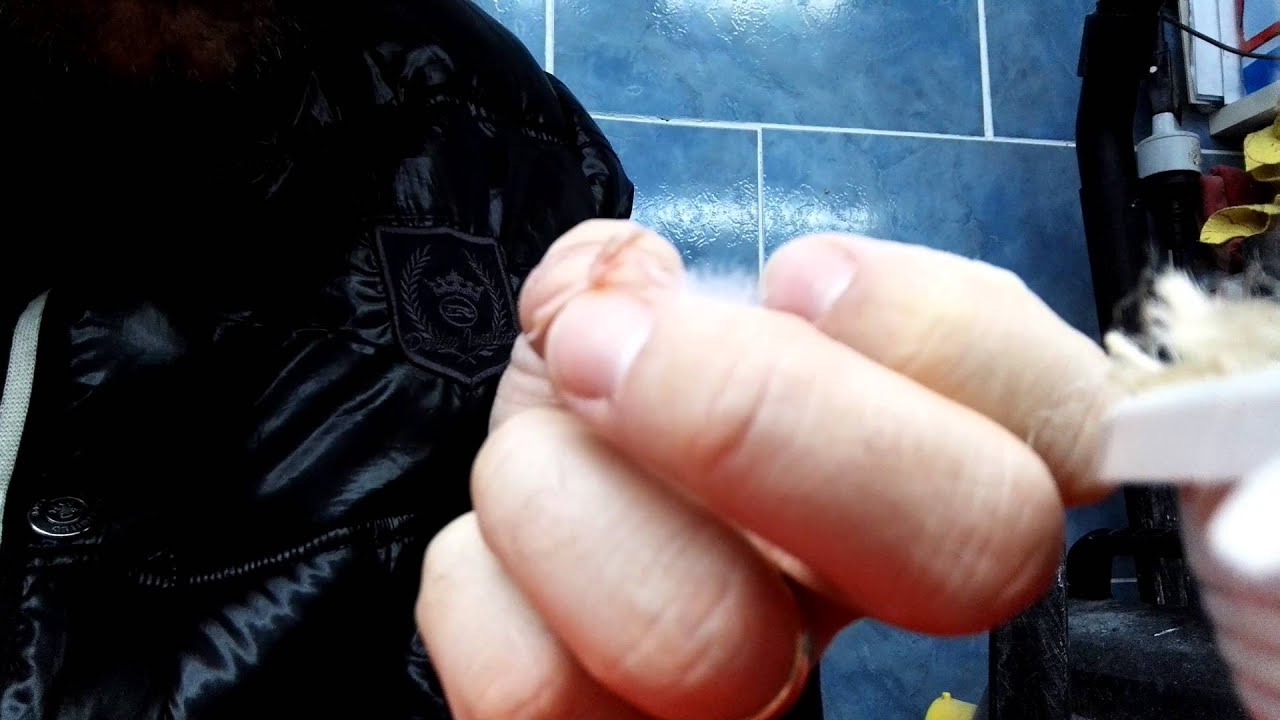 Anellamento canarino