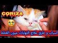 أسباب وأعراض التهاب أو تورم عيون القطط كوريزا القطط وطرق العلاج منزليا وطبيا