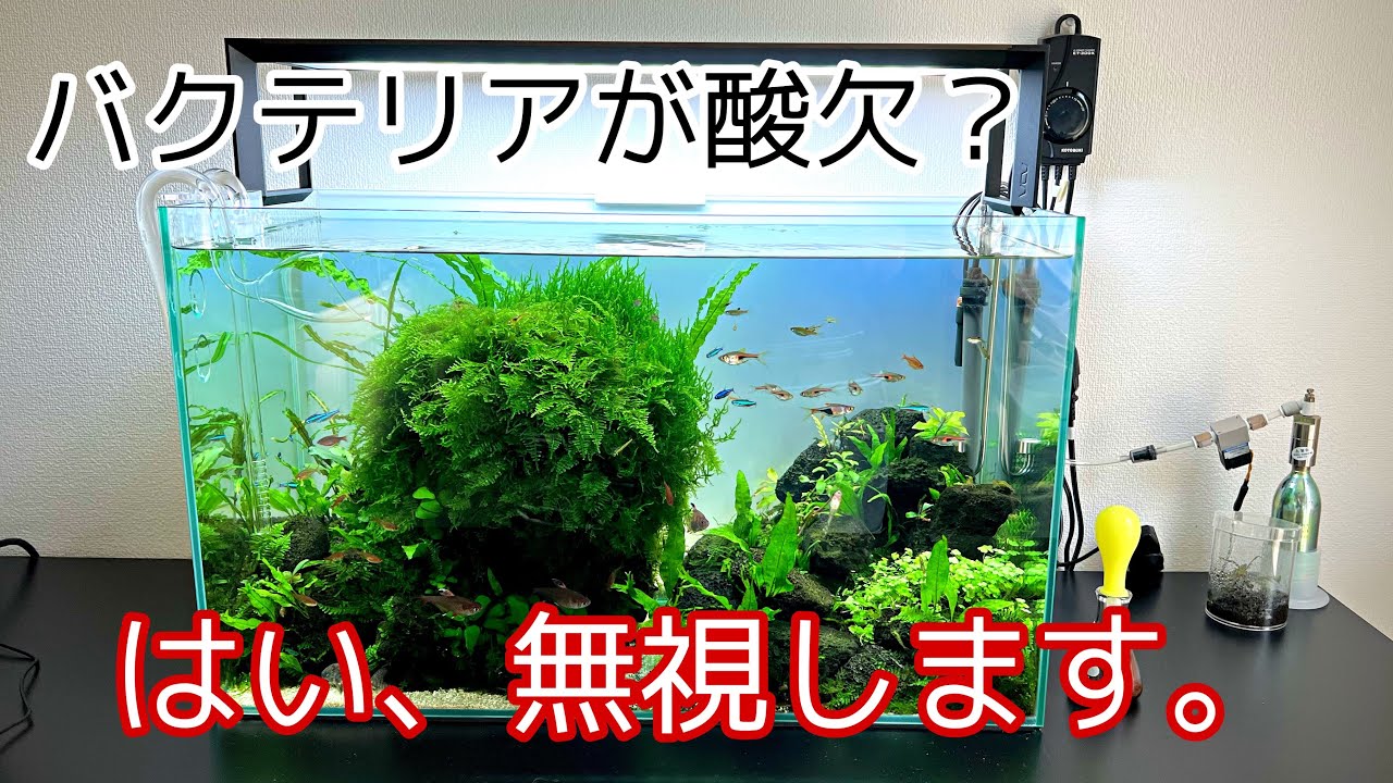メンテナンスとバクテリアとの関係　水草レイアウト水槽　立ち上げ811日
