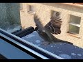 Birds - slow motion 960fps &amp; 240fps