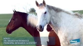 Livestock and Coronavirus