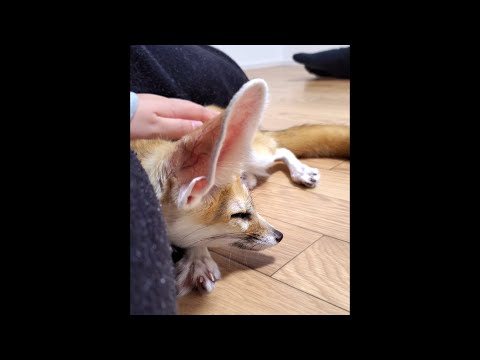 When Hesoten the fennec fox is feeling happy
