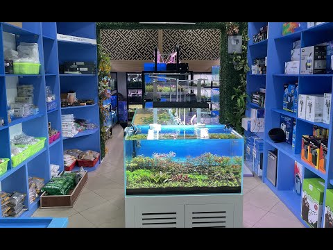 Video Cùng thăm quan cửa hàng thủy sinh cá cảnh mới của Thủy... - youtube