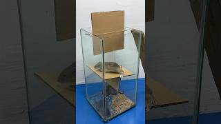Simple Homemade Mouse Trap Idea From Cardboard #Rattrap #Rat #Mousetrap #Shorts