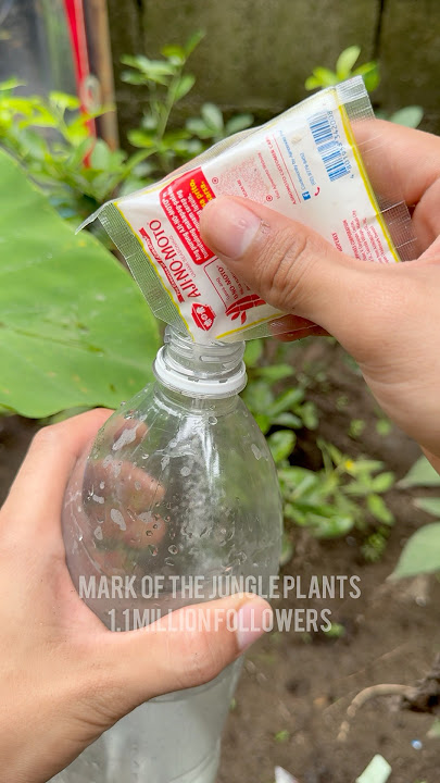 best fertilizer for plants #AMAZING #msg #fertilizer