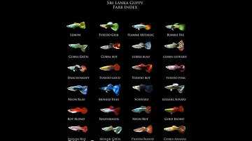 CÁC LOẠI CÁ BẢY MÀU ĐẸP, PHỔ BIẾN