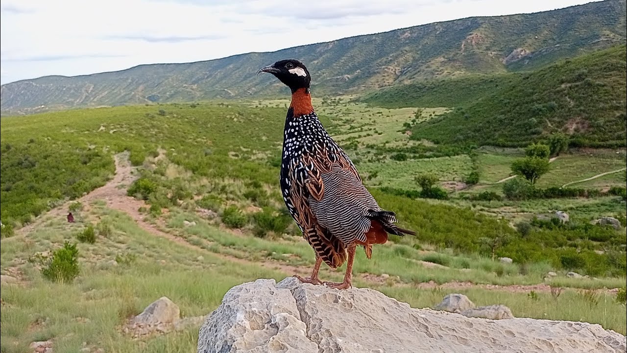 Black Frincolin Sounds | kala teetar voice 
