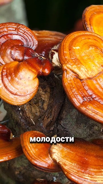 Лекарственные грибы. #здоровье #рейши #шитаке #профилактиказдоровья # ...