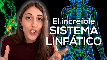 ¿Qué alimentos obstruyen el sistema linfático?
