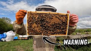 Beekeeper in PANIC MODE: Swarm Season is Here!
