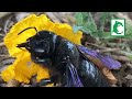 Abejorro azul o abejorro carpintero Xylocopa violácea