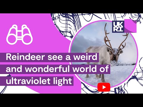 Reindeer see a weird and wonderful world of ultraviolet light