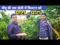 Lemon Farming इस नींबू की क़िस्म लगाने से किसान को कितना घाटा हुआ | नींबू की खेती