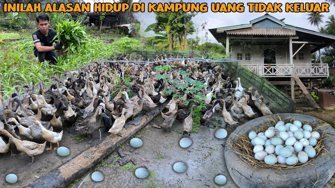 HIDUP DI KAMPUNG KEBUTUHAN TERPENUHI HASIL BETERNAK DAN BERKEBUN | BUAT MASAKAN CUMI KUAH & SAYUR