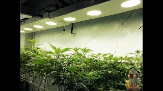 Wedding Cake A Tale Of 2 Grow Closets Days 9 And 21