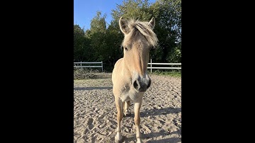 Oblings Natasja: MOSEGÅRDENS KEJSER x CADEAU HALSNÆS - 2022 mare