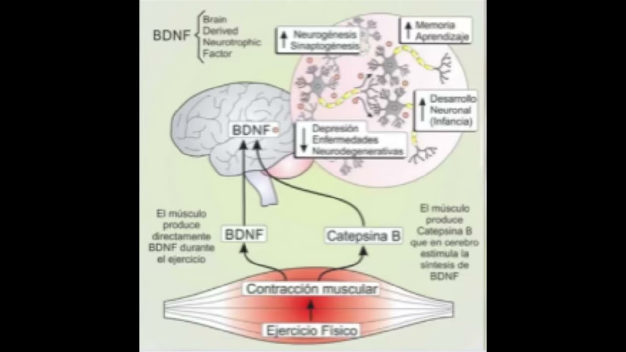 Factor neurotrofico derivado del cerebro (BDNF) y el ejercicio