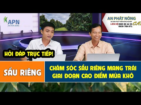 APN - CHĂM SÓC SẦU RIÊNG MANG TRÁI GIAI ĐOẠN CAO ĐIỂM MÙA KHÔ