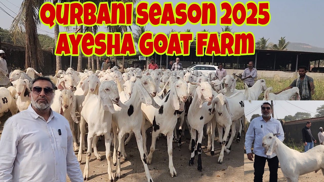 Top Notch Adant 2 Daat Sojat Goats At Ayesha Goat Farm | Weight On Delivery & Mortality Assurance.