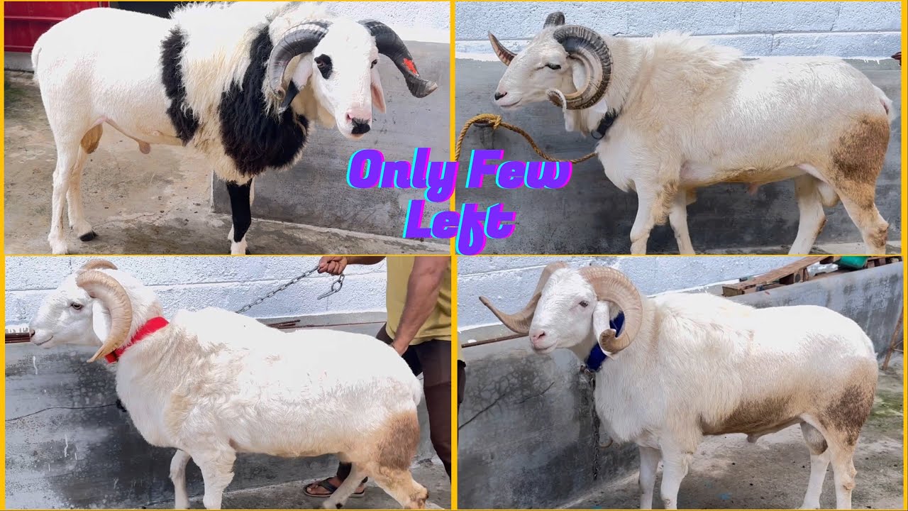 Big Size Amingad Sheep, only few left, Hurry Up!! Tipu Farm Bangalore ...
