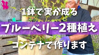 Playfulness] Plant two blueberry plants in a container and aim to