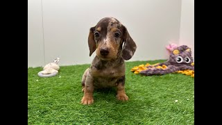 🐶 Teckel 🐶 reu 🐶 PUP ID 030485276 🐶
