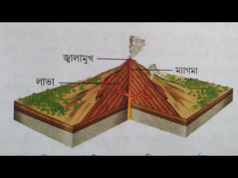 ভিডিও: পর্বত ছাই দরকারী বৈশিষ্ট্য