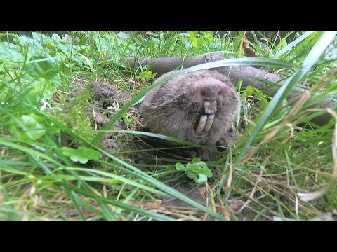 Слепыш ест морковку, лук - редкие кадры! Слепыш в огороде - поймали, изучили, накормили и отпустили.