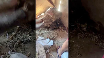 Onde os ratos costumam fazer seus ninhos?