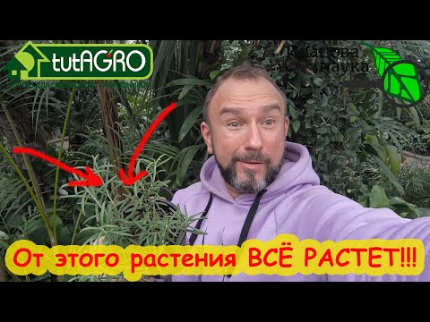 С этим растением всё растет! Коренастая рассада и большой урожай - просто поставьте его рядом.