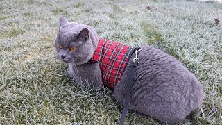 [23] พาแมวชมสวนในอังกฤษ, ซื้อจานในอีเบย์จนขยะเต็มบ้าน, พากันเป็นหวัดทั้งสองคน