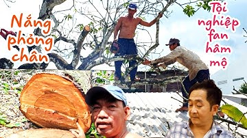 Cưa cây Xoài Cát Hòa Lộc cực khủng // Đội Hiệp Sĩ và ê kíp điều leo lên mái nhà với nhiệt độ cao 40°