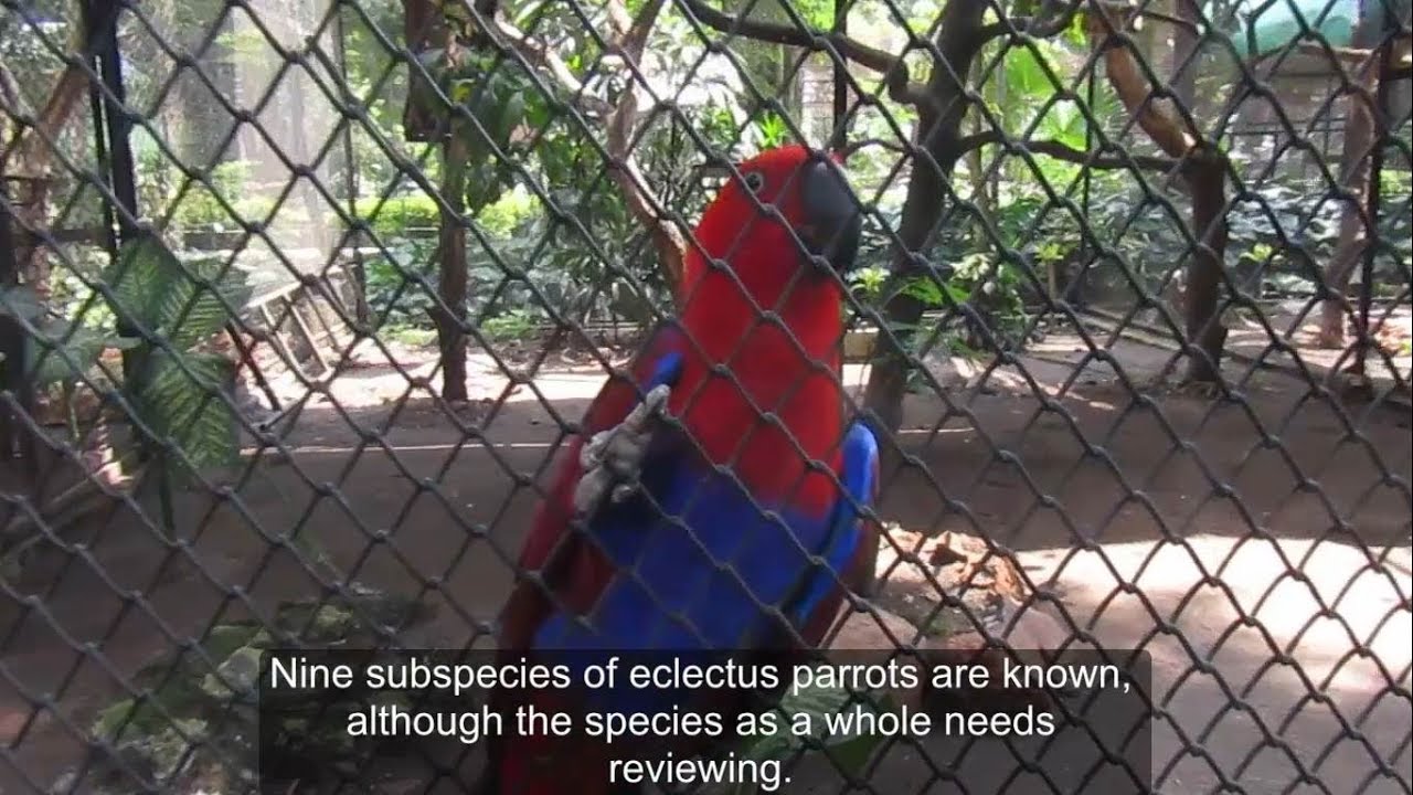 Burung Nuri Bayan Eclectus Roratus Eclectus Parrot At Surabaya