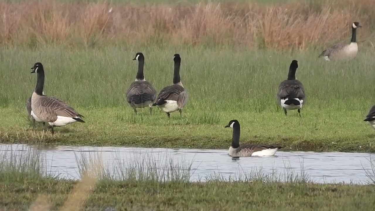 Canadese Gans, Grauwe Gans, Knobbelzwaan (Biesbosch, 22 dec 2025)