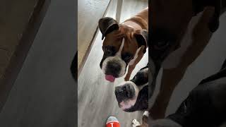 How did he know  #viral #shorts #cute #boxer #dog #puppy #explore #funny #animals #explorepage