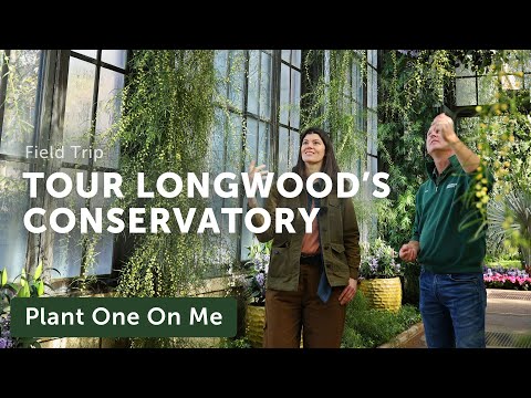 ቪዲዮ: Longwood Gardens በኬኔት ካሬ፣ ፒኤ