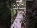 الشجره المعمره في سلطنة عمان 
