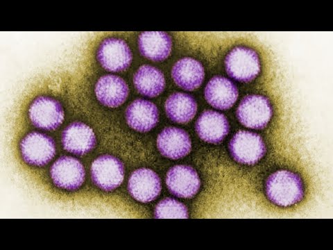 वीडियो: सरीसृपों में एडेनोवायरस संक्रमण