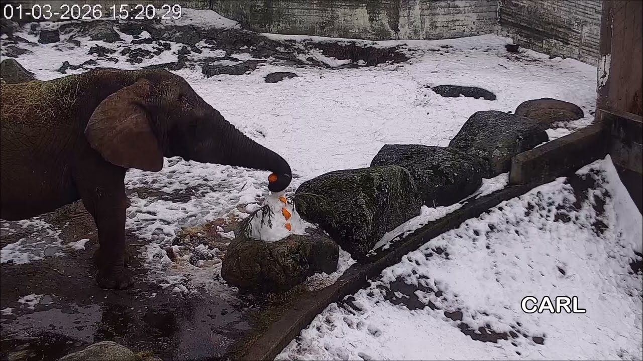 Lumememmed loomadele