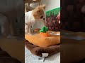 ちわ柴と、ちわわとの、とある1日🧸