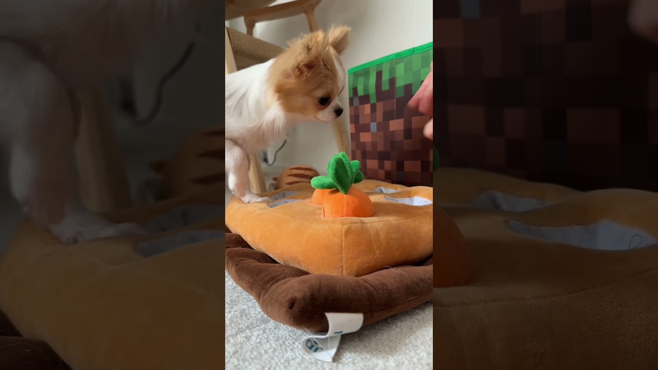 ちわ柴と、ちわわとの、とある1日🧸