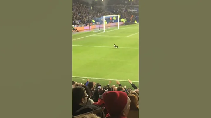 Cat Invades Goodison Park and Mugs off Joel Robles
