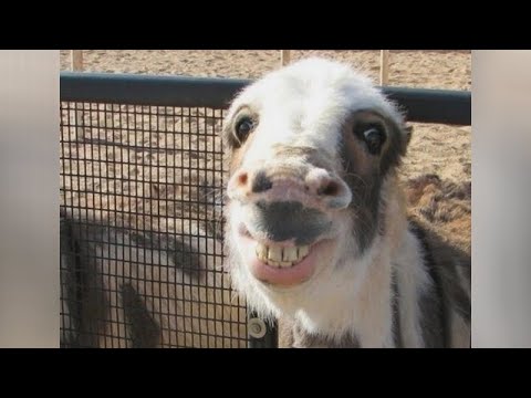 Just LAUGH and FORGET ALL PROBLEMS - THE FUNNIEST ANIMALS