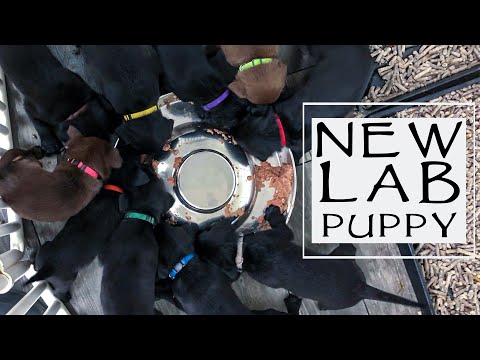 How To Pick A Puppy - A Complete Guide