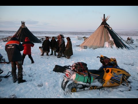 Полярный Урал. Охота в тундре. Росомахи, волки и проч