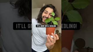 How to Grow An Apple Tree from Seed | creative explained Resimi